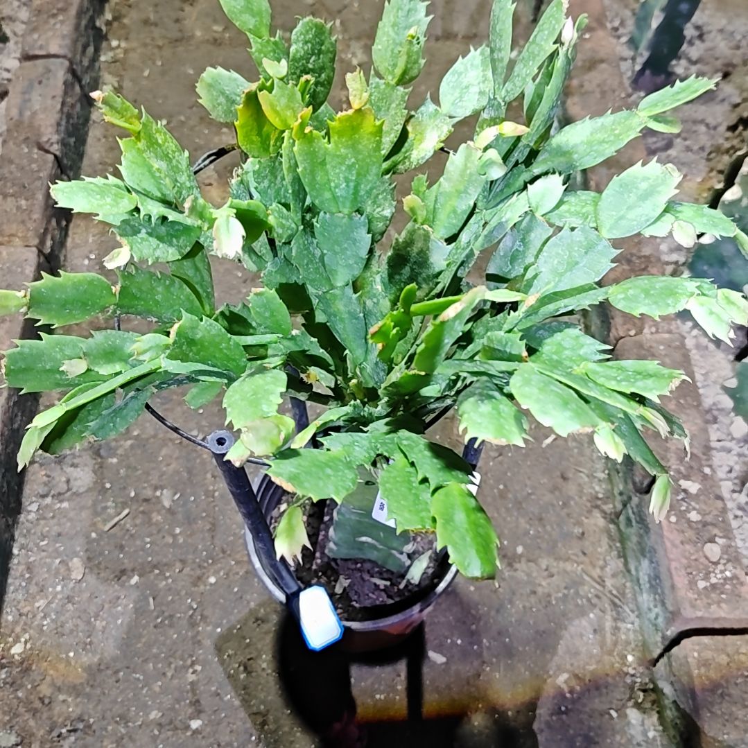 036金黄重瓣脱土脱盆易掉芽苞206