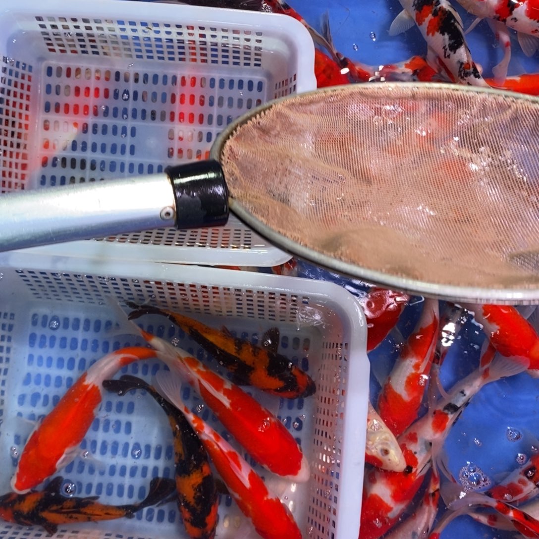 海水鱼分段加水适量搅拌