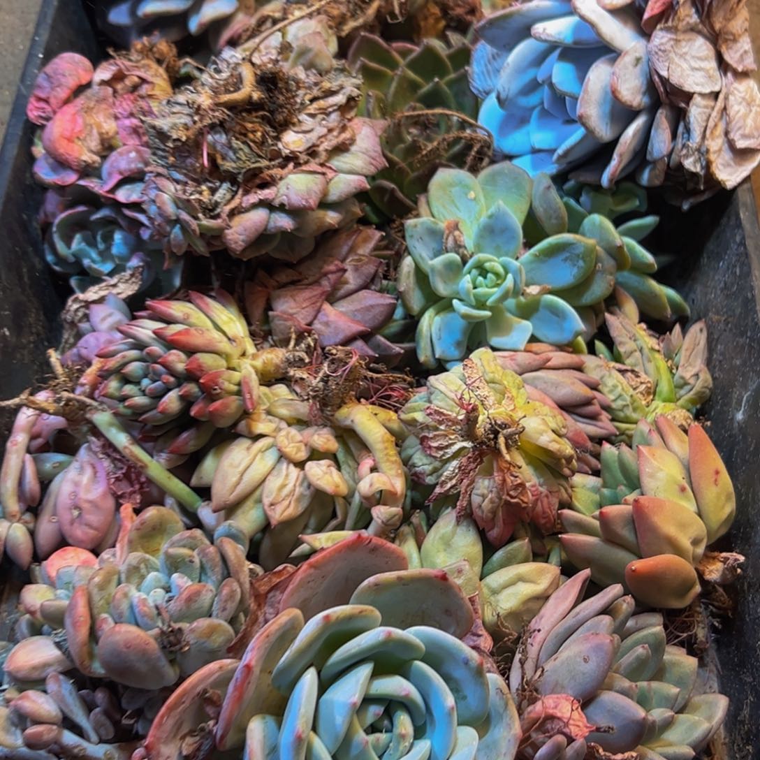 169大热的一天从早上