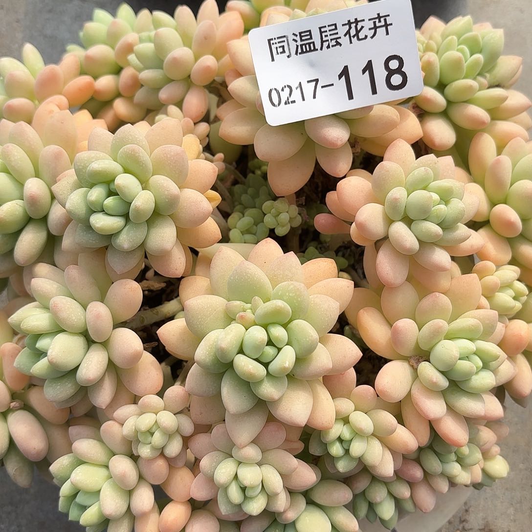 同温层多肉118洛可可