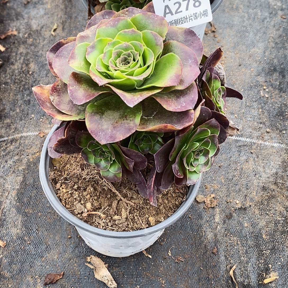 279魅金玫瑰多肉法师