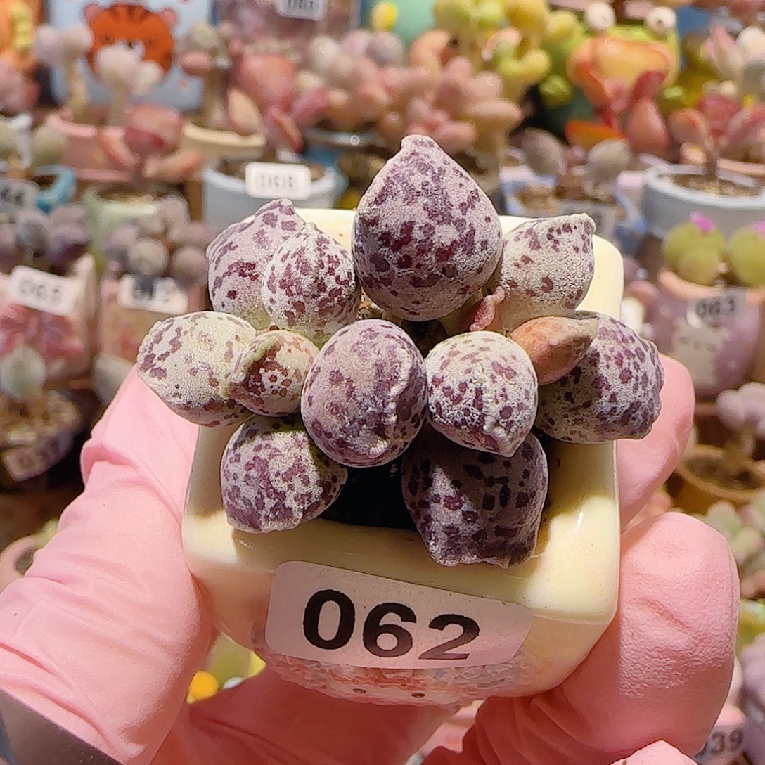 T双头猫耳海豹盆口2.5cm