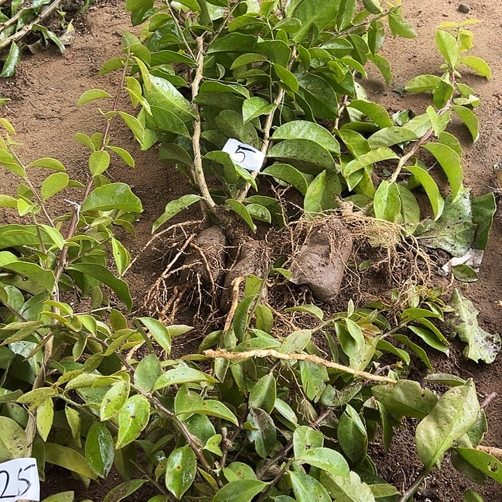 云***朵双杆叶仙三颗编号5带几个月枝桂枝条