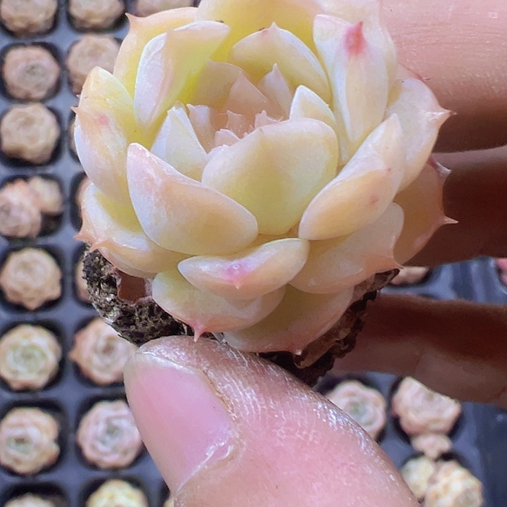 纯爱精品多肉植物大战