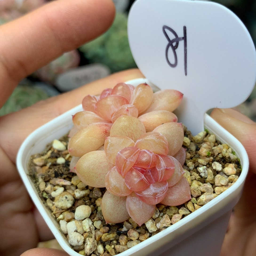 伊人泪珍妮双头81