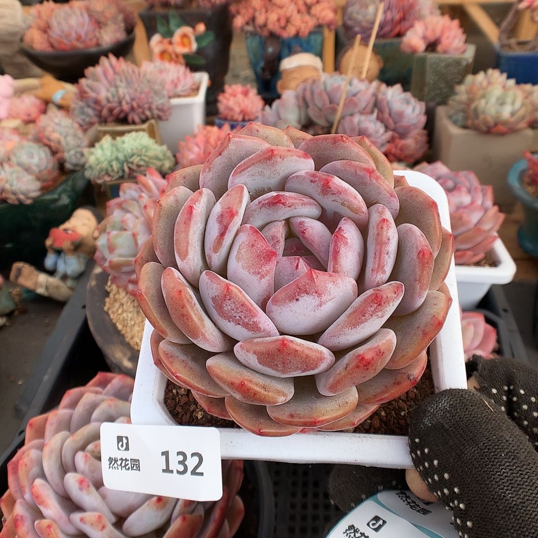 132蒙克多肉植物6666