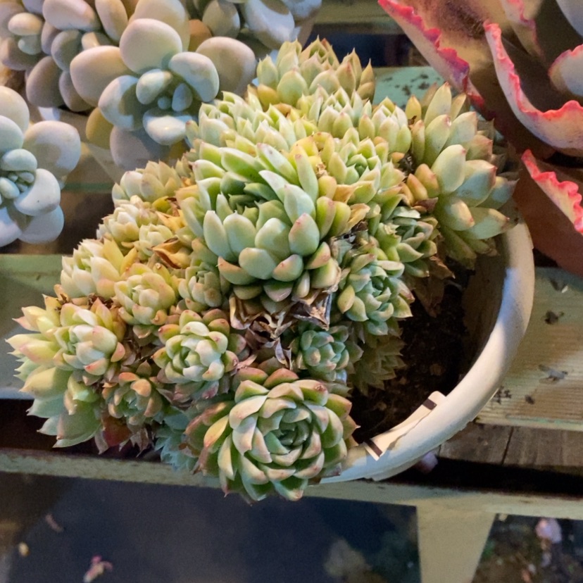 【闪购商品】香*儿多肉麦秆1376