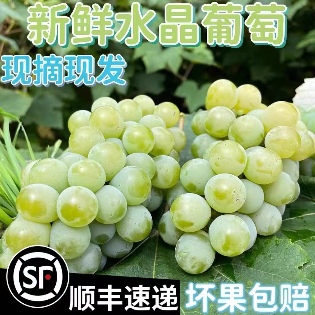 贵州水晶葡萄新鲜现摘香水葡萄产地当季水果甜非无籽青提顺丰包邮