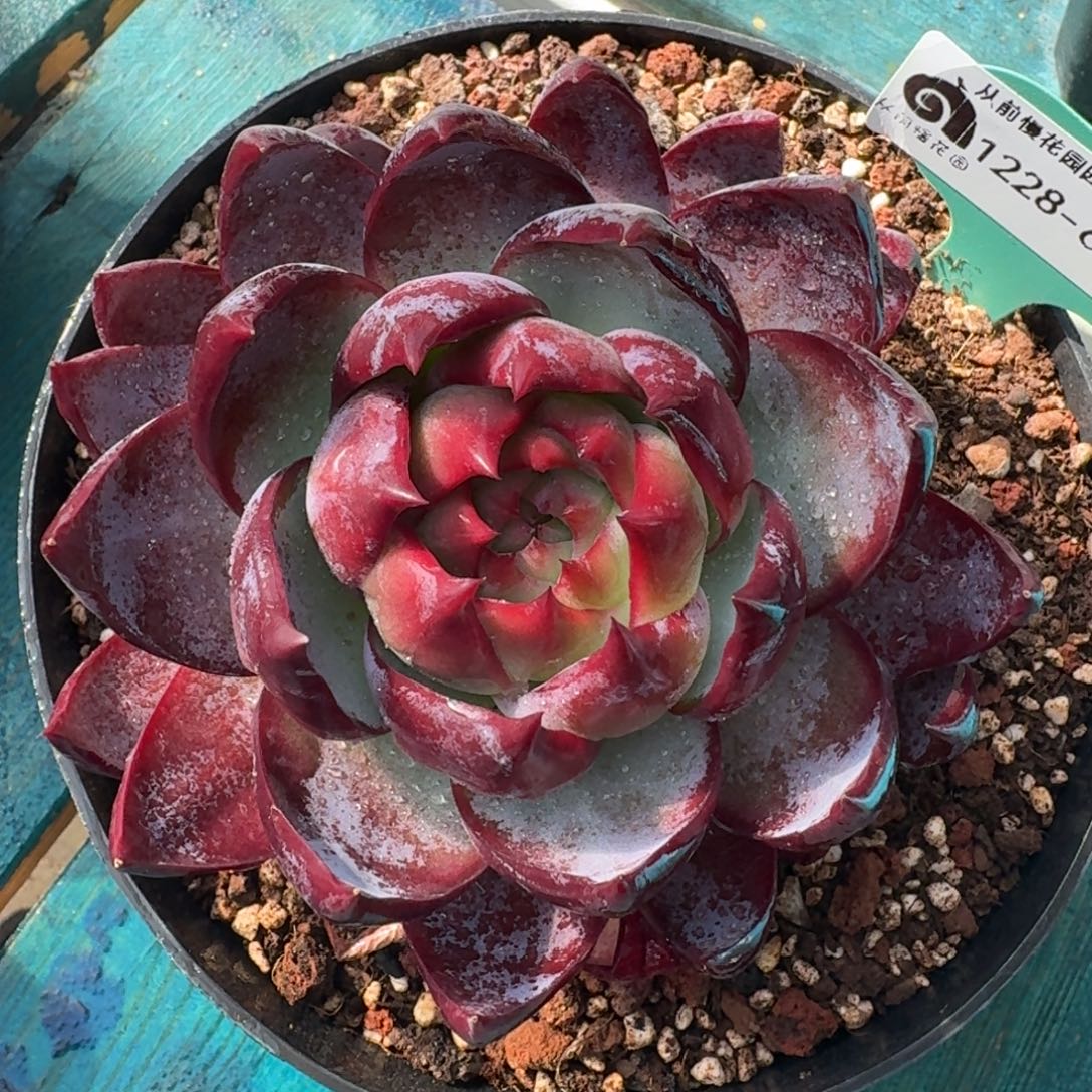 从前慢花园多肉编号1228-68