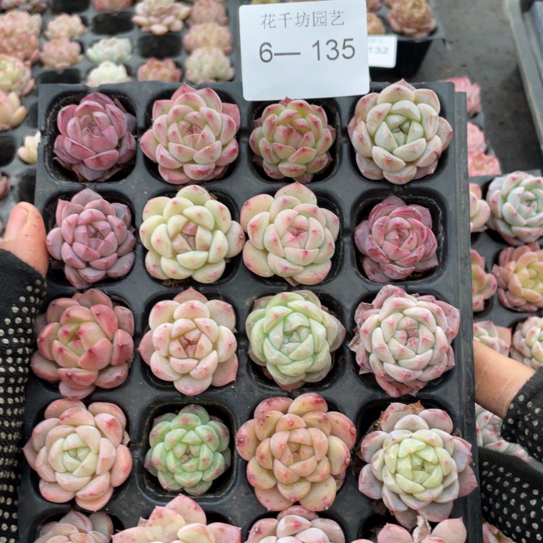 一物一拍20棵小苗2-3厘米6-135