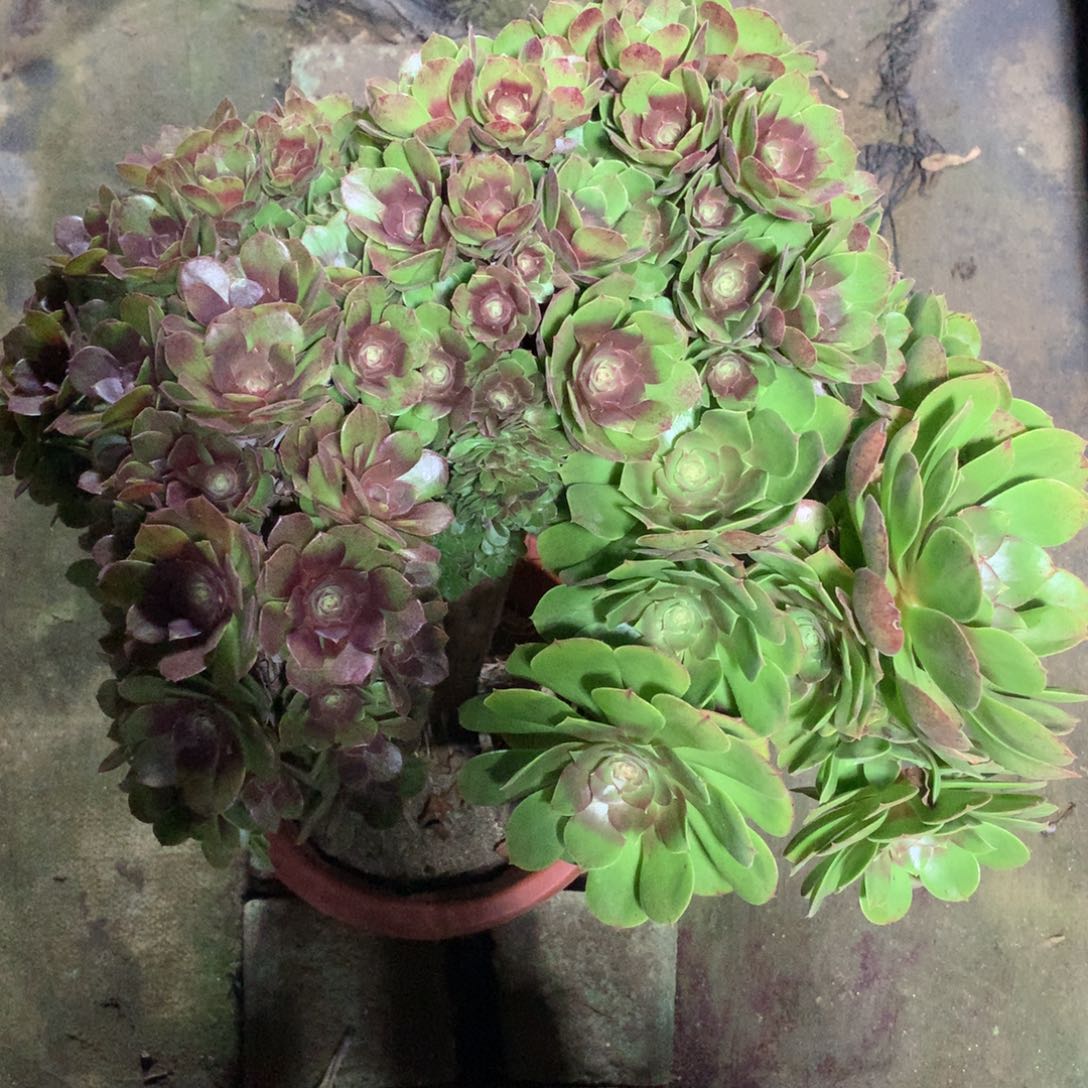 万缀朵朵缀，多肉植物