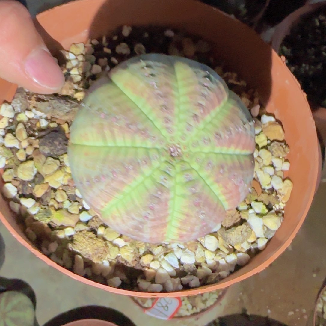 南**！块根植物块根植物