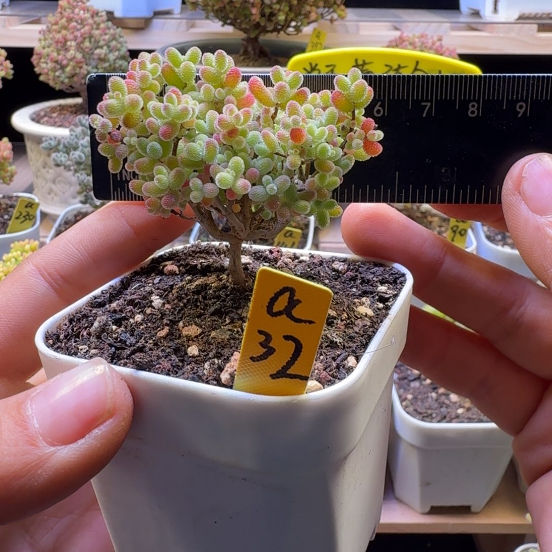 a32号橘子糖冠服5厘米左右