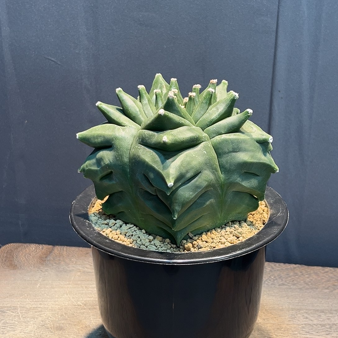 龟甲鸾Zzzzzzzzzzzzz