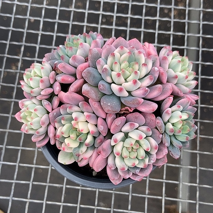 小***灵蓝苹果锦多肉植物