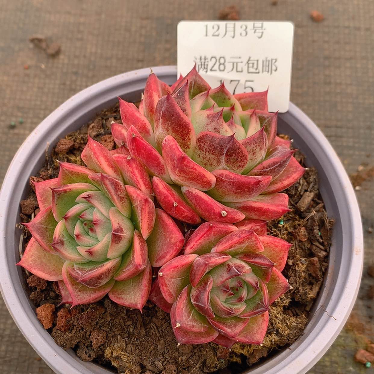【闪购商品】云175号