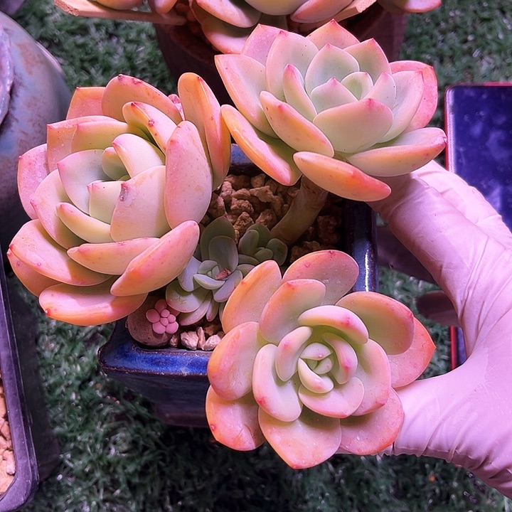 我是第一百个为妖刀应援滴打