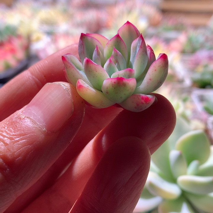 荷花白覆轮锦砍头