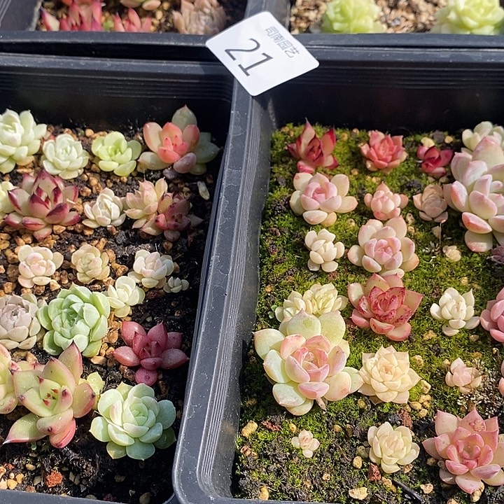 21 多肉植物盆栽花卉