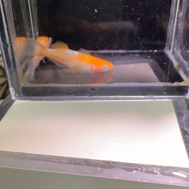 青鳉鱼一物一拍468