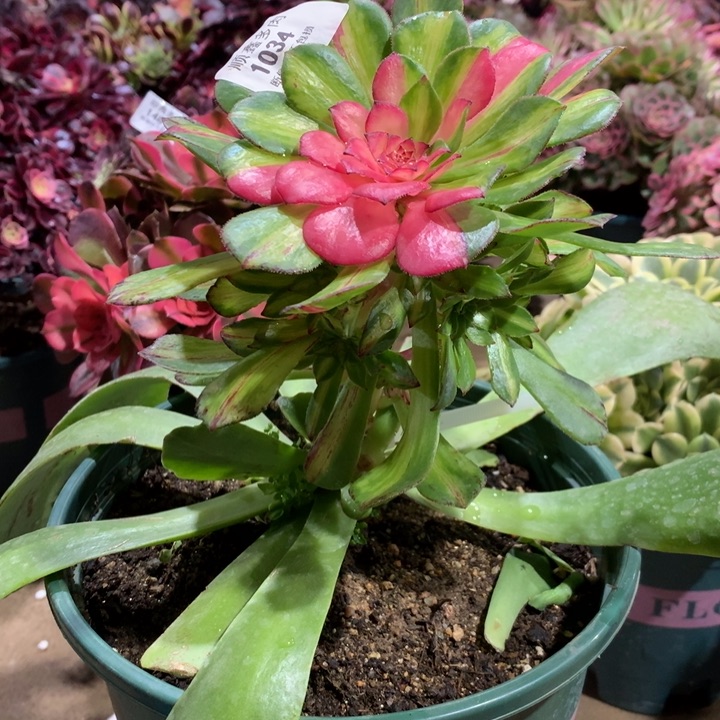 1034知否多肉植物