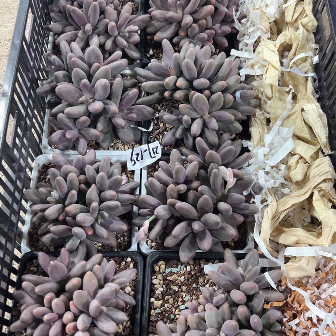 217-129糖果美人多头多肉随机