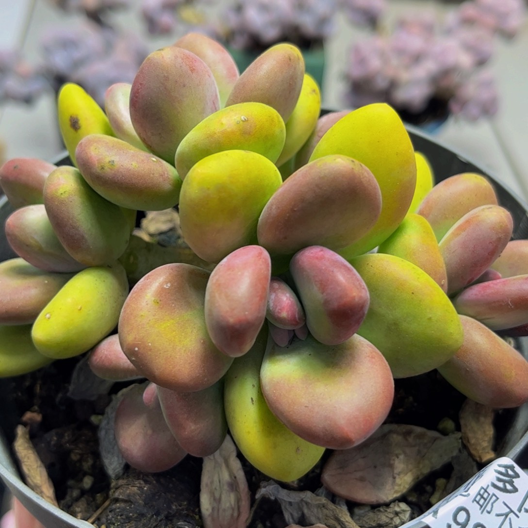 983/10cm芒果奶多肉