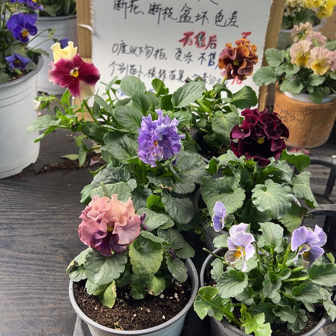 大部分花苞少量开放291号