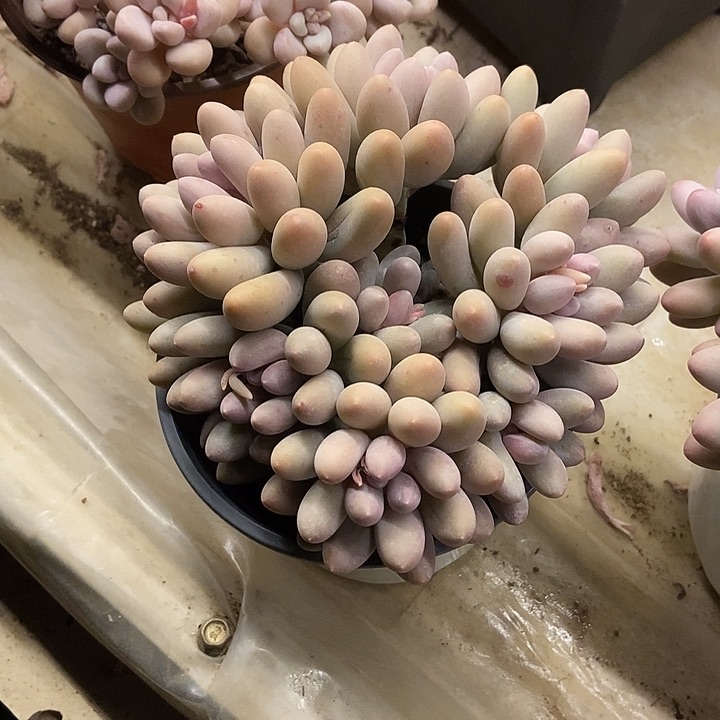 *️***多肉植物一物一拍