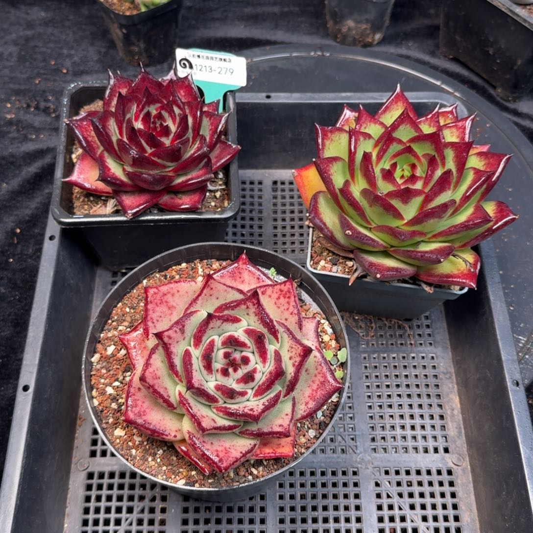 从前慢多肉精选编号1213.279