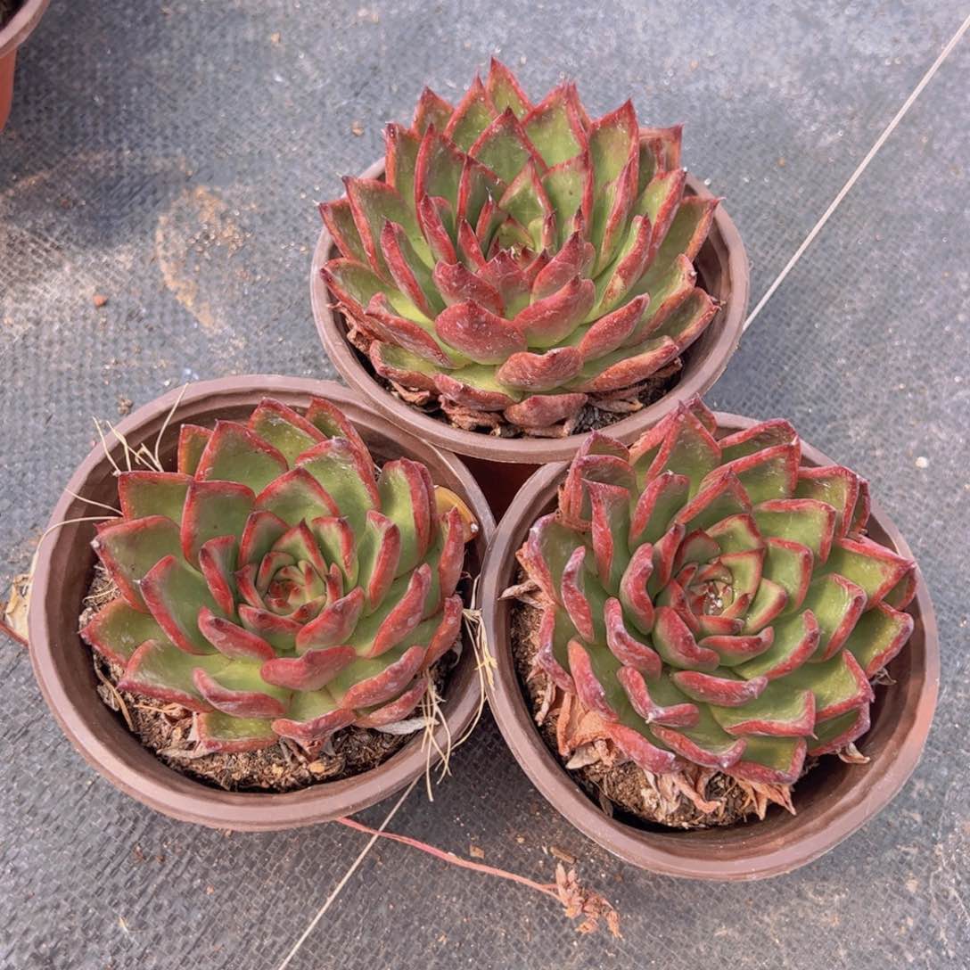 红东云大单头三盆