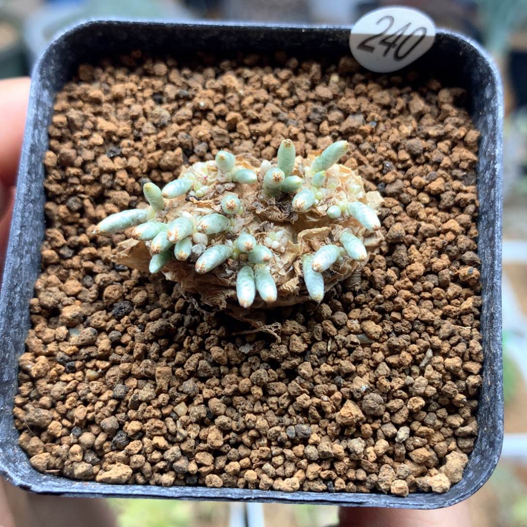 产地韧锦带盆多肉