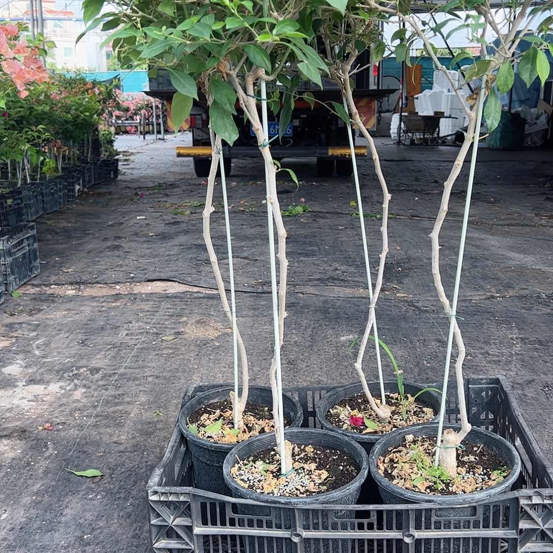 大部分开放少量花苞伊莎贝拉原生棒棒糖一颗