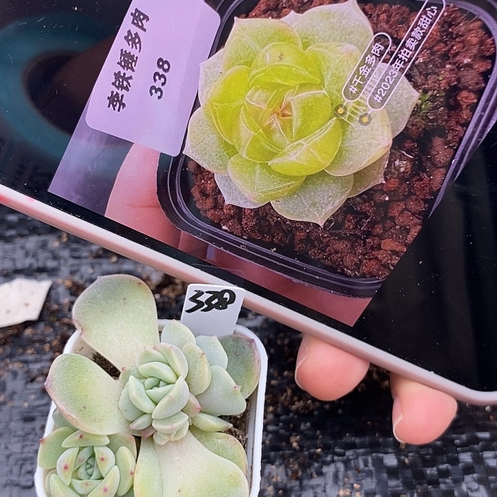标224甜心338一个多肉