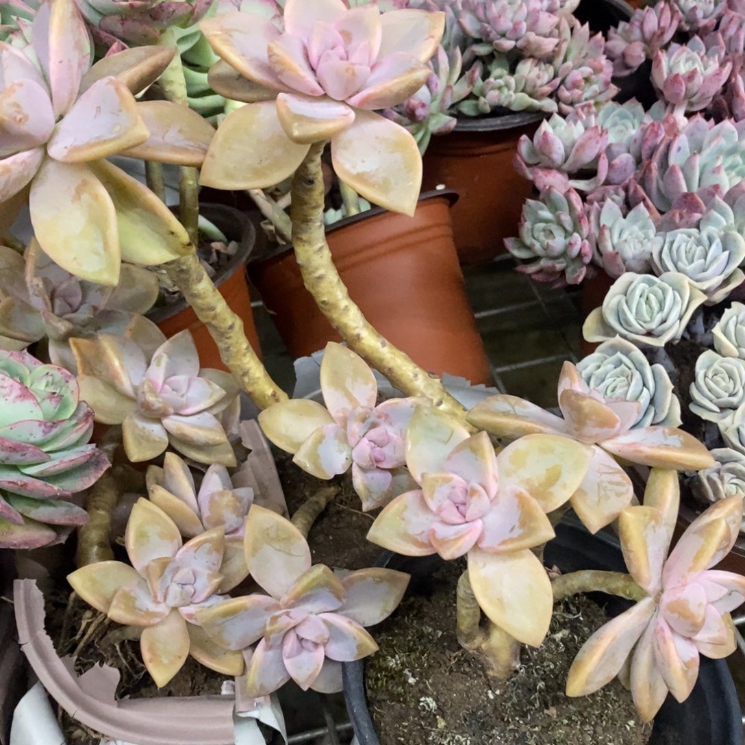 紫雾单头起发四盆