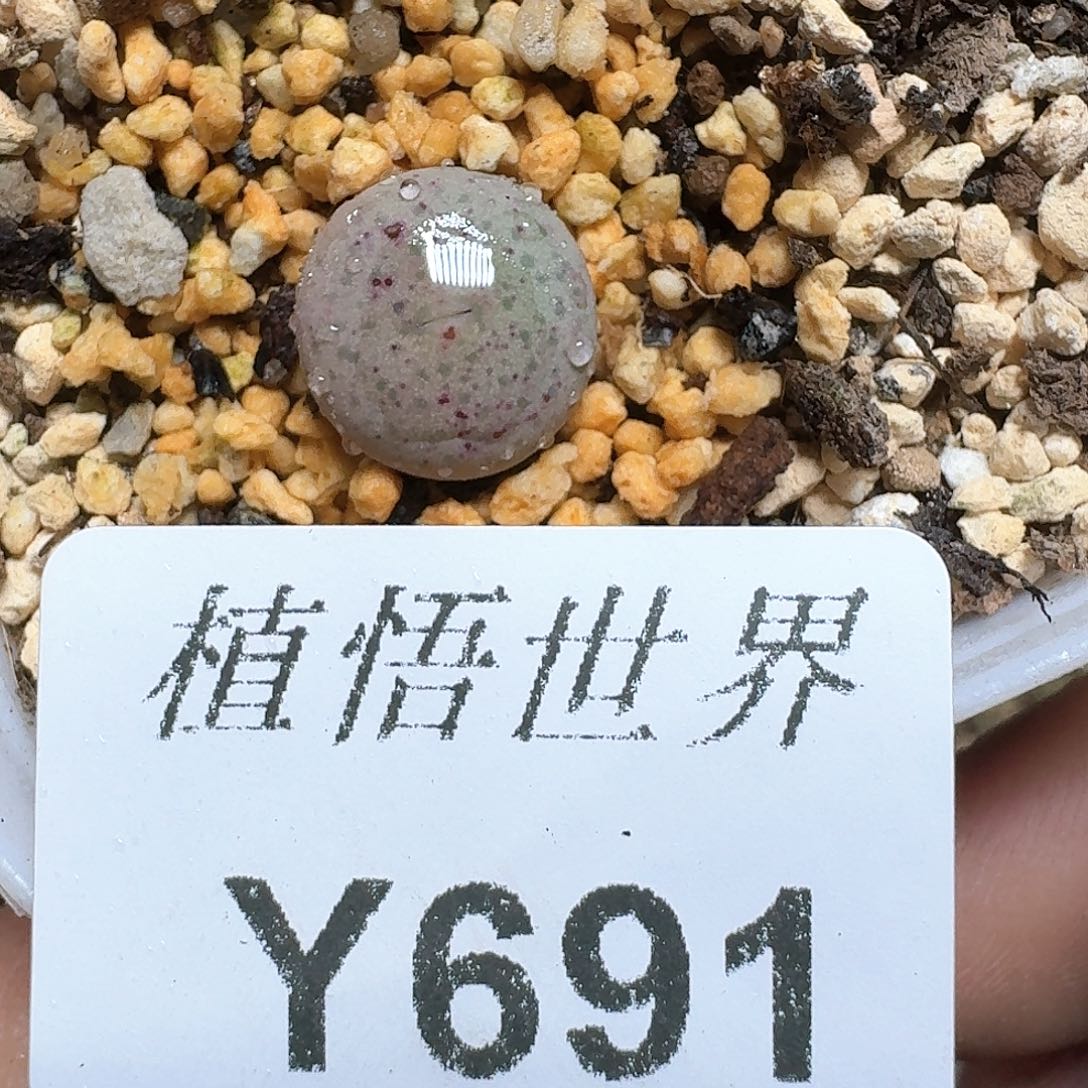 691号多肉植物哇f f