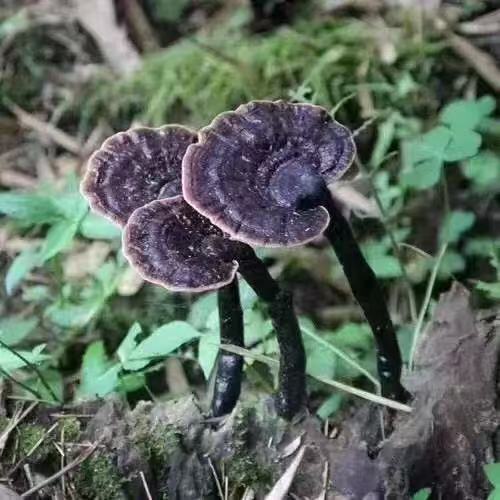 高山云南野生竹灵芝