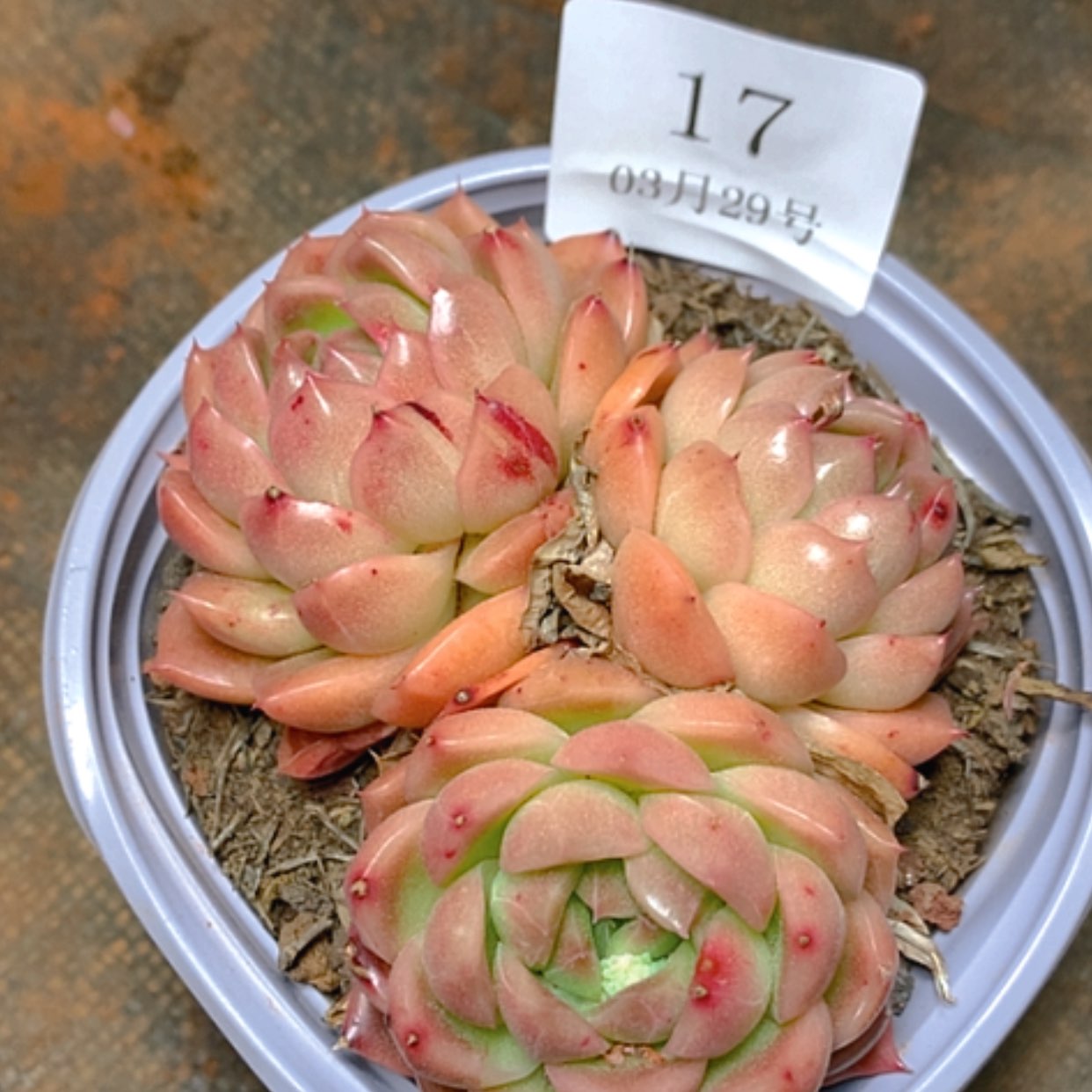 【闪购商品】云17号