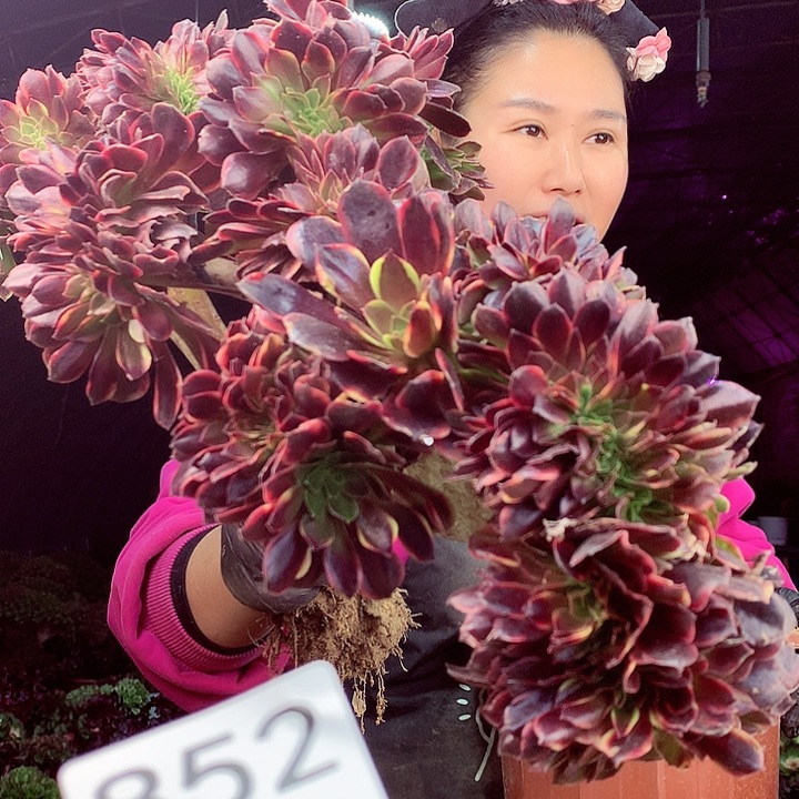 柒柒精品多肉脱土发货不包断侧枝852
