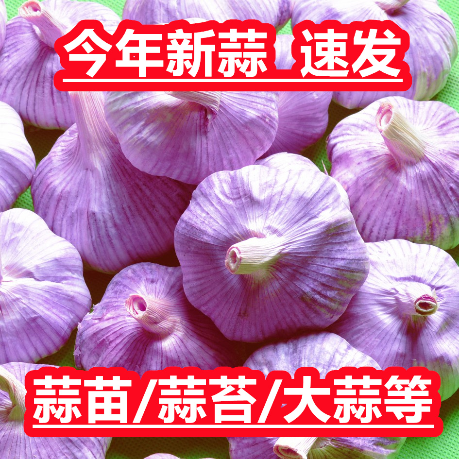 【新大蒜 秋种大蒜】白紫皮蒜瓣干蒜胚芽95%会发芽蒜头批发红根带箱