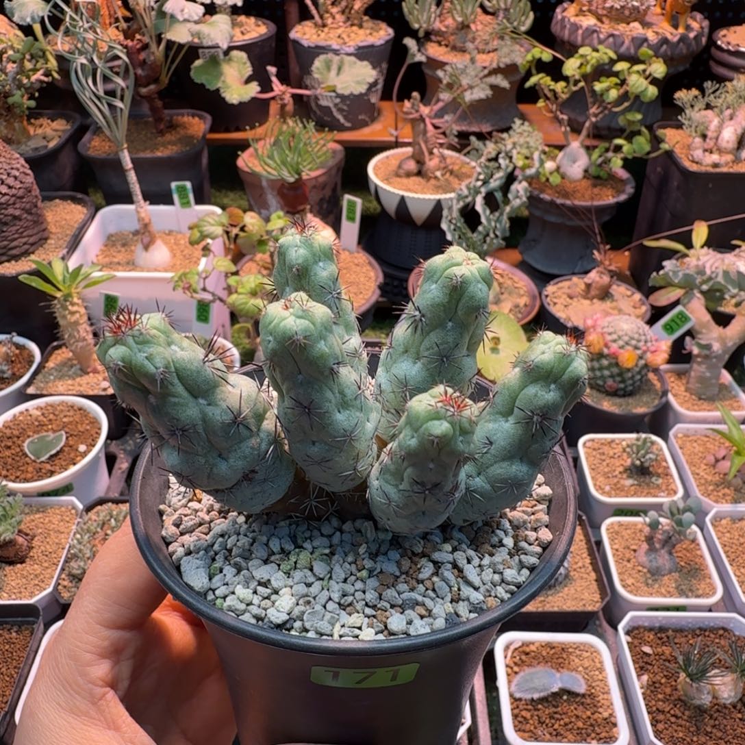 帝王丸171 仙人球