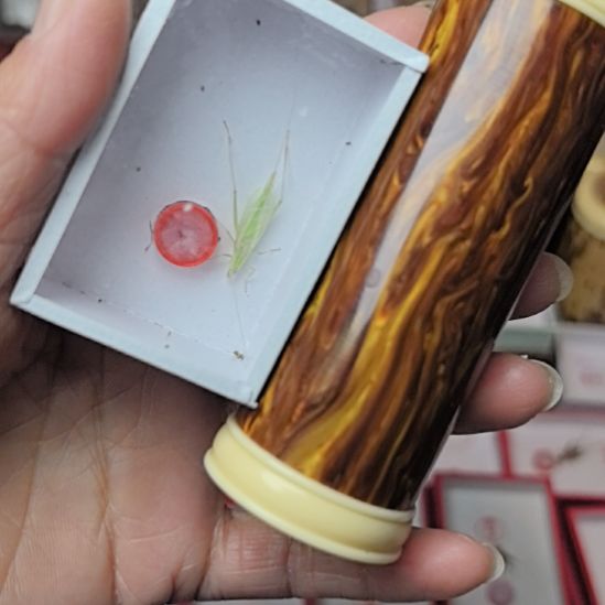 蟋蟀保定青竹加竹筒