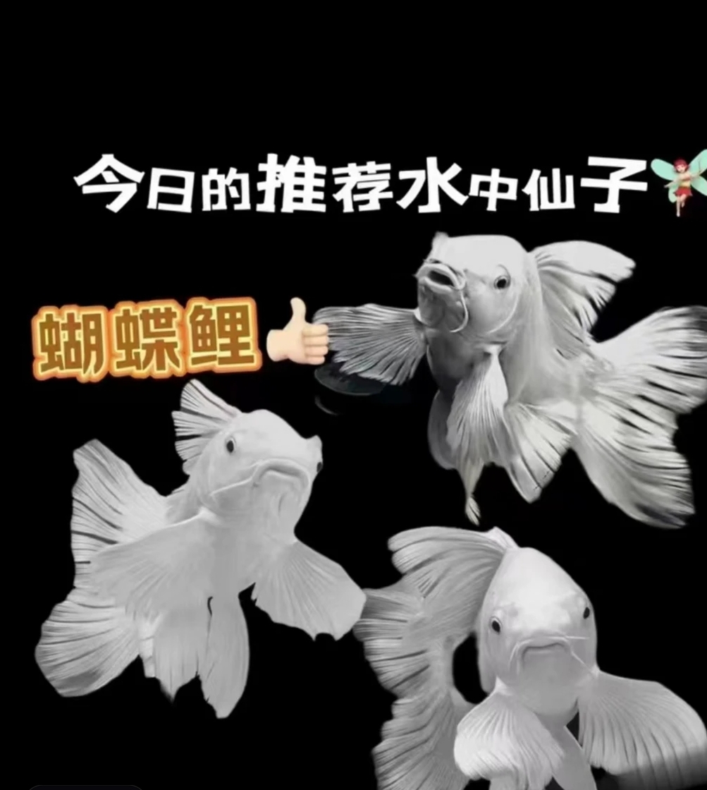 1纯种台系短身球体蝴蝶鲤冷水观赏鱼好养耐活