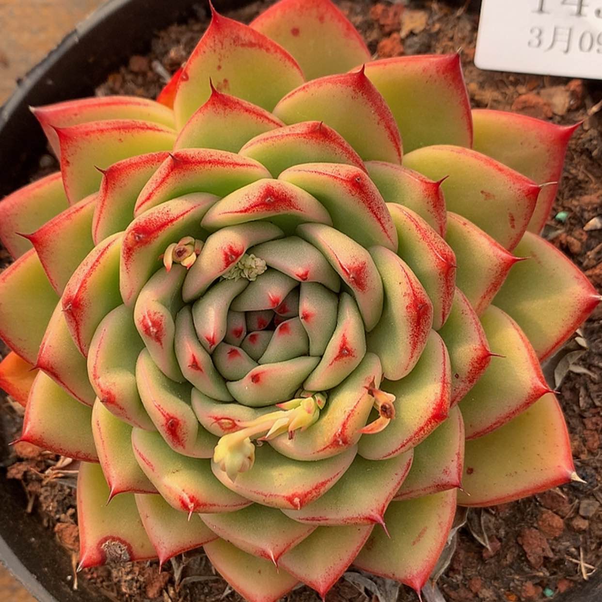 【闪购商品】云1436