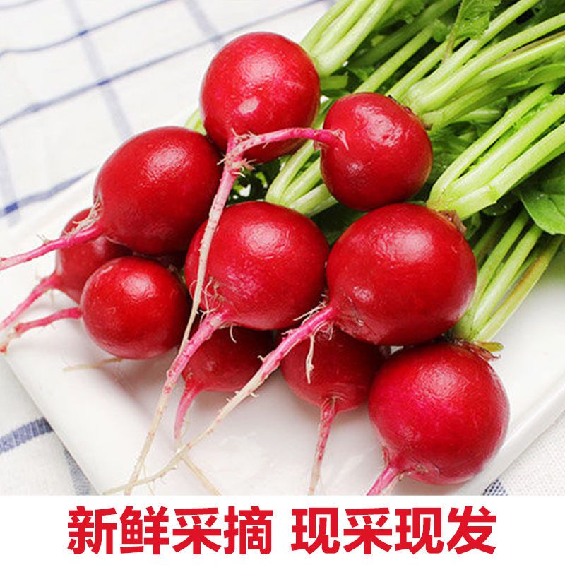 樱桃小萝卜小水萝卜头现摘现发新鲜萝卜1斤2斤包邮
