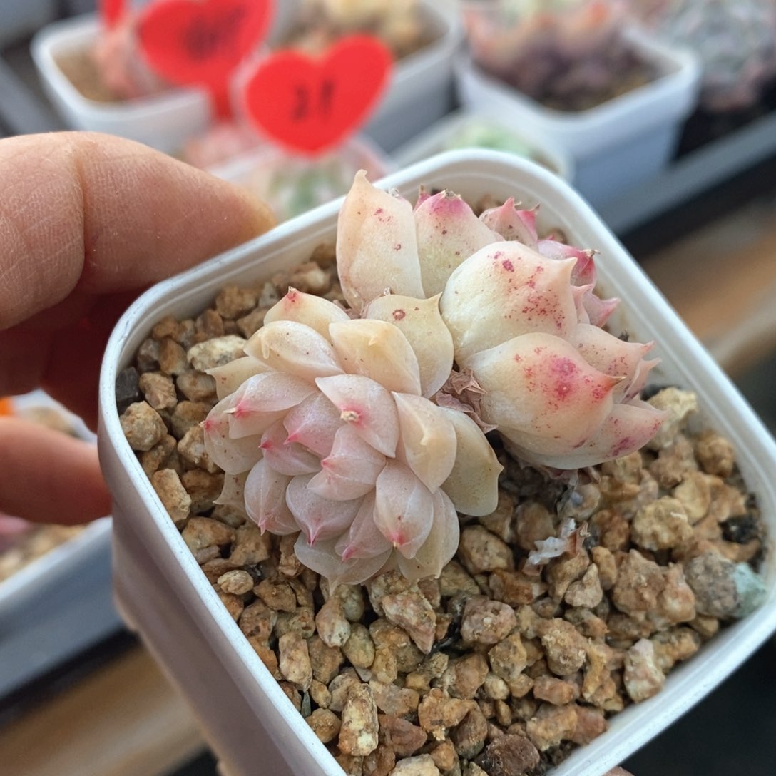 精品多肉一物一拍不包整142