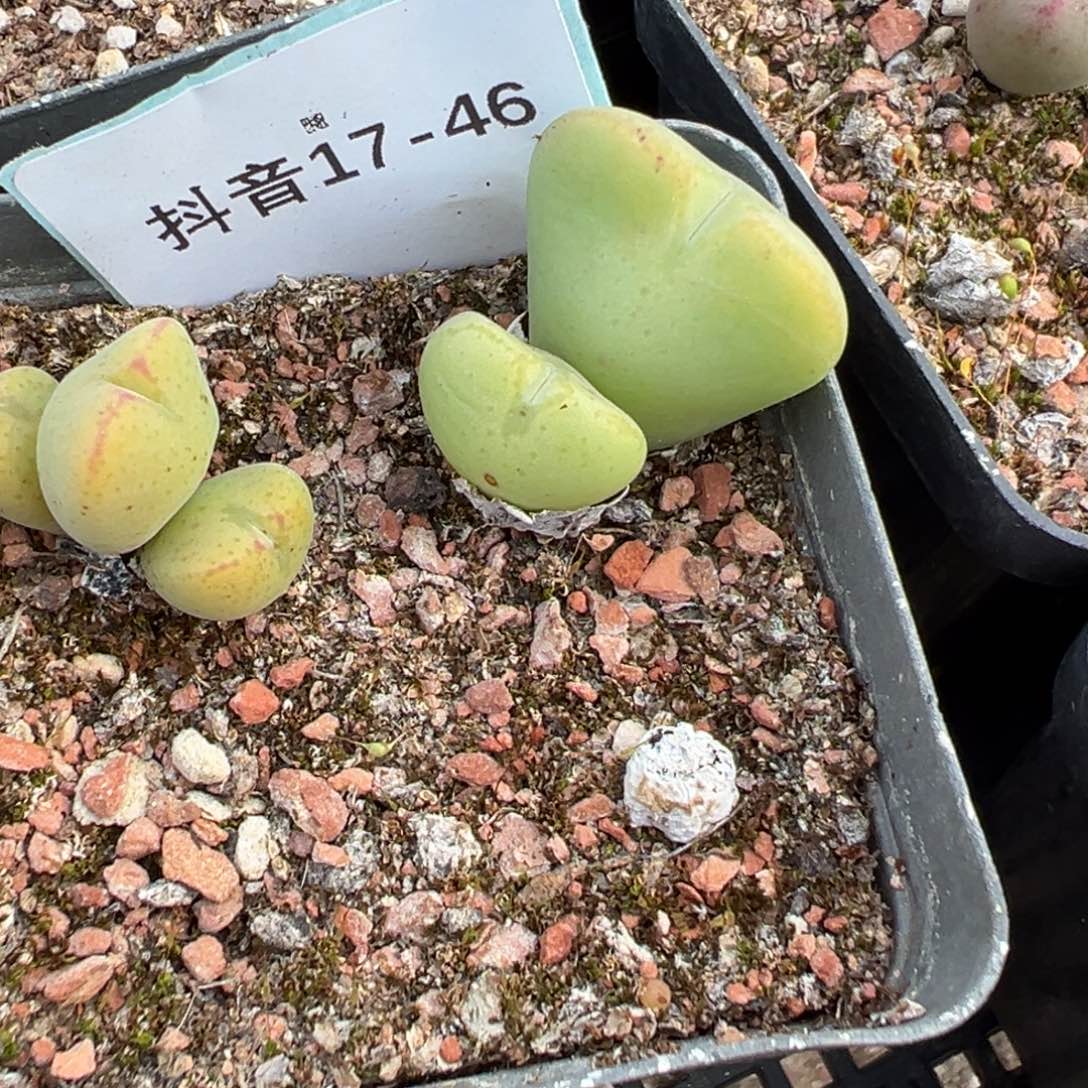 17-46肉锥多肉植物