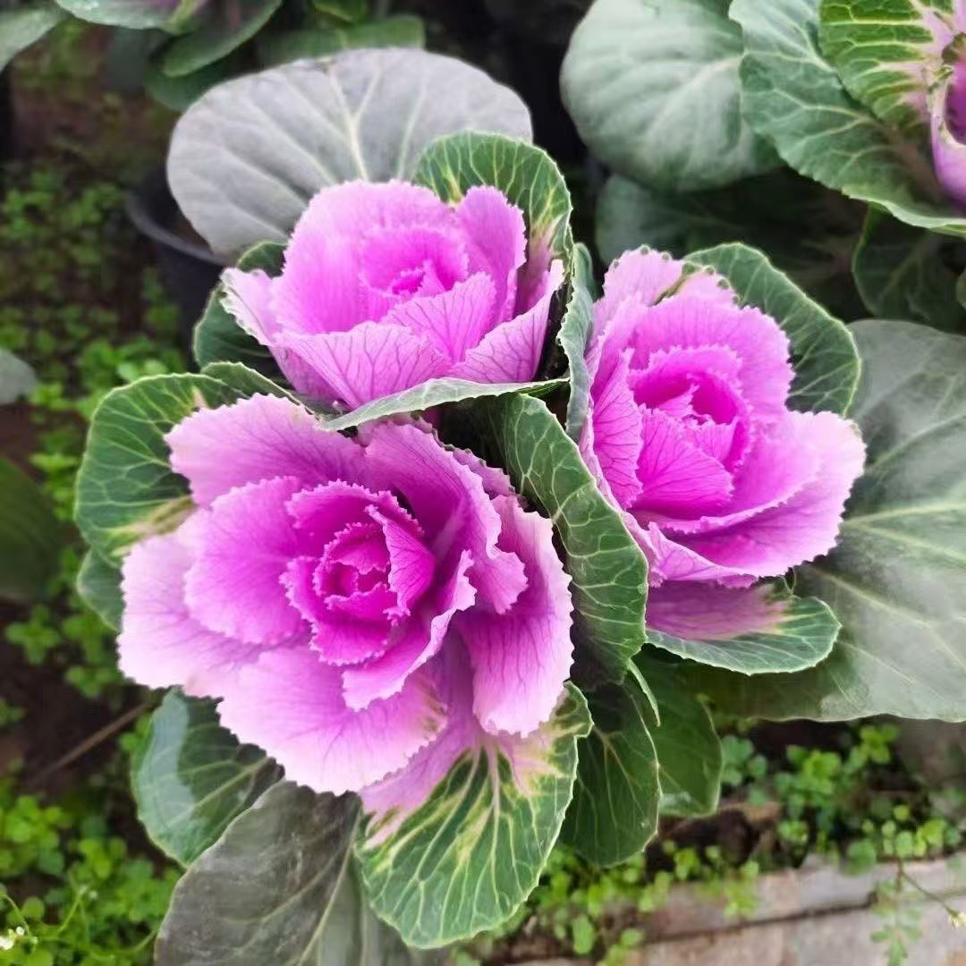 多头玫瑰羽衣甘蓝阳台庭院耐寒耐热多年生易养好活观赏花卉