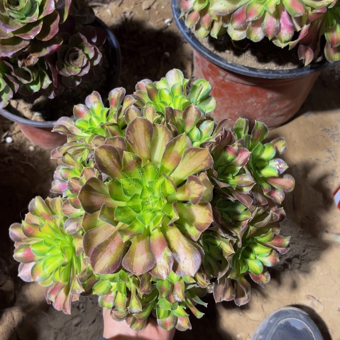 韶华法师9.9多肉植物