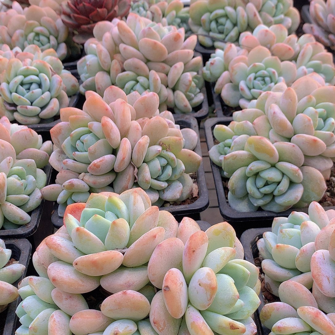 老庄冷香大群34567788990000